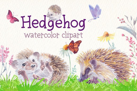 Hedgehog Watercolor Clipart & Illustrations