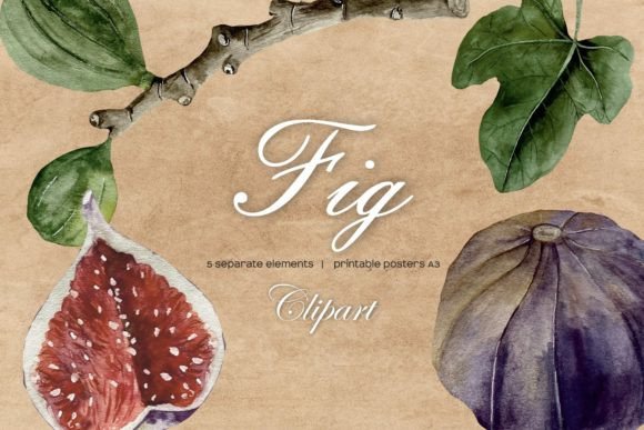 Watercolor Fig Clipart & Fig Studies for Handmade Craft Projects